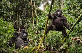 Kampala, Travel, Cultural & Scenic Trails Safari Uganda