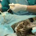 Trusted Pet Surgery Hospital For Safe Procedures