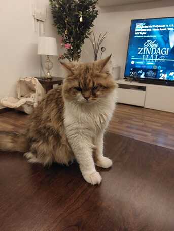 Olaya, Pet Adoption, Meet Jack &mdash; A Beautiful Male Sherazi Cat Looking For A Loving Home