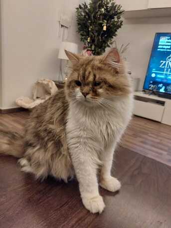 Olaya, Pet Adoption, Meet Jack &mdash; A Beautiful Male Sherazi Cat Looking For A Loving Home