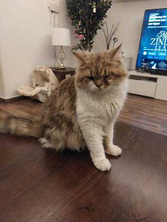Olaya, Pet Adoption, Meet Jack &mdash; A Beautiful Male Sherazi Cat Looking For A Loving Home