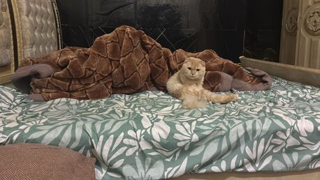 Al Khobar Al Shamalia, Pet Adoption, Free Cat For Adoption