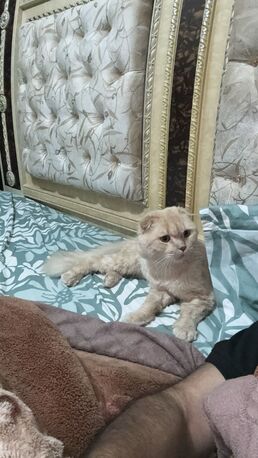 Al Khobar Al Shamalia, Pet Adoption, Free Cat For Adoption
