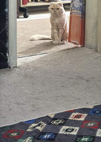 Al Khobar Al Shamalia, Pet Adoption, Free Cat For Adoption