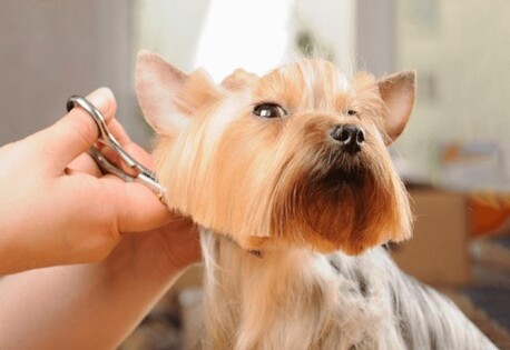 Goa, Pet Sitting, Salon Haircut And Styling For Pets Across Goa