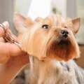 Salon Haircut And Styling For Pets Across Goa