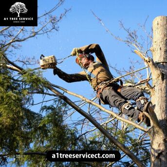 New York, Business, Professional CT Stump Grinders For Efficient Tree Removal