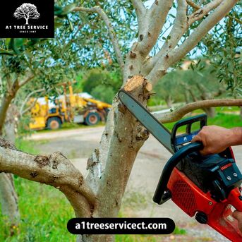 New York, Business, Professional CT Stump Grinders For Efficient Tree Removal