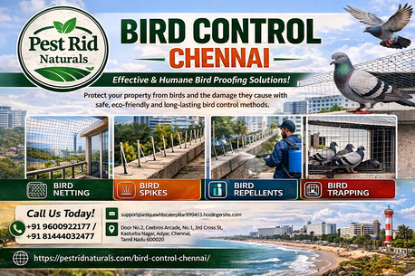 Chennai, Pest Control, Bird Control Chennai | Pest Rid Naturals