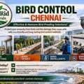 Bird Control Chennai | Pest Rid Naturals
