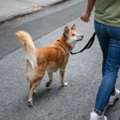 Dog Walking Services In Surat
