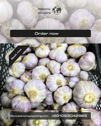 Rio de Janeiro, Farm & Garden, FRSH GARLIC