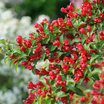New York, Farm & Garden, USD 49,  Red Weigela Plant &ndash; Beautiful Flowering Shrubs For Shade