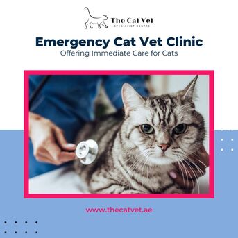 Dubai, Health, Emergency Cat Vet Clinic Offering Immediate Care For Cats