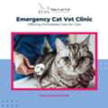 Emergency Cat Vet Clinic Offering Immediate Care For Cats
