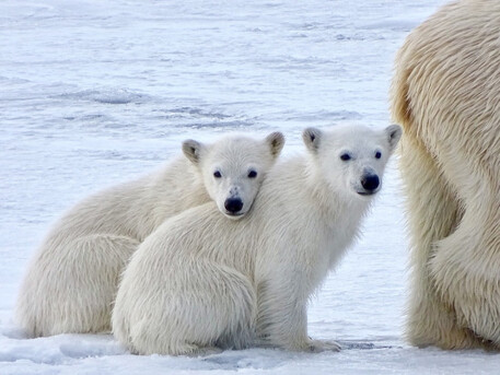 Noida, Travel, Arctic Wildlife Polar Bear Tour | Arctic Polar Bear Expedition
