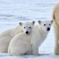 Arctic Wildlife Polar Bear Tour | Arctic Polar Bear Expedition