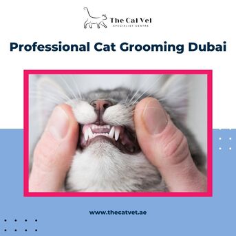 Dubai, Pet Sitting, Cat Grooming Near Me &ndash; Professional Cat Grooming Dubai
