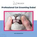 Cat Grooming Near Me &ndash; Professional Cat Grooming Dubai