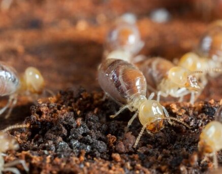 Melbourne, Business, Building & Pest Inspection Experts Melbourne