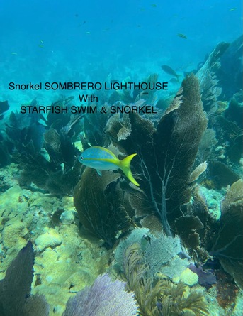 New York, Travel, Starfish Marathon Snorkeling Tours FL