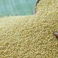Shyam Industries &ndash; Global Exporter Of High-Quality Sesame Seeds