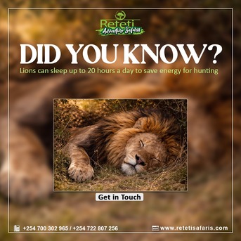 Nairobi, Travel, Best Tanzania Safari Packages From India &ndash; Kenya & Tanzania Tours