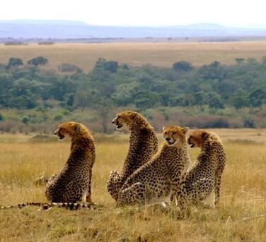 Nairobi, Travel, Wildebeest Migration Safari Packages