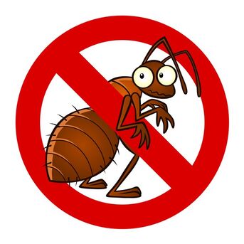 HAY 71, Pest Control, ✅✅✅ BED BUG & COCKROACH PEST CONTROL - DAMMAM ✅ 0570076842✅✅