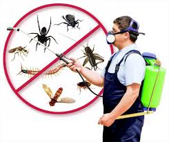 Hara, Pest Control, ✅✅✅ BED BUG PROBLEM? COCKROACH INFESTATION HARA - PEST CONTROL ✅ CALL 0570076842 ✅