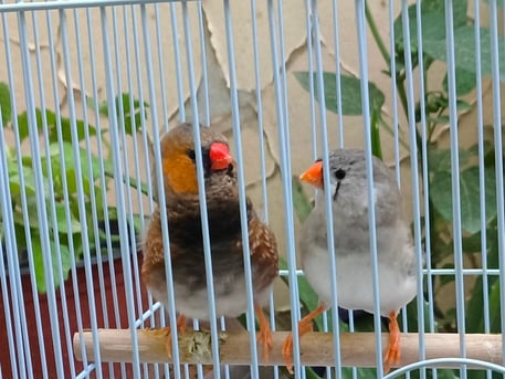 Olaya, Pet Supplies, SAR 200,  Dutch Zebra Finch Pair