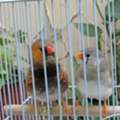 SAR 200,  Dutch Zebra Finch Pair