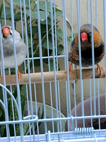 Olaya, Pet Supplies, SAR 200,  Dutch Zebra Finch Pair