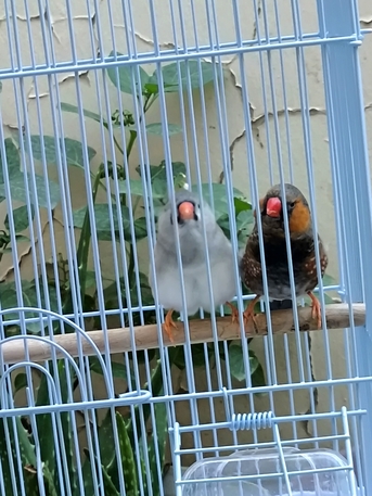 Olaya, Pet Supplies, SAR 200,  Dutch Zebra Finch Pair