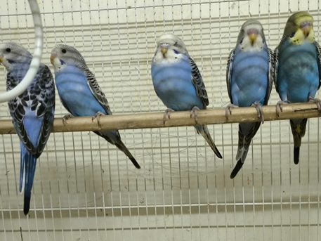 Olaya, Pet Supplies, SAR 100,  Budgies Paur