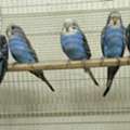 SAR 100,  Budgies Paur