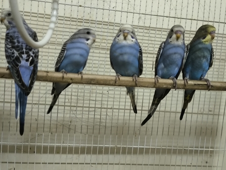Olaya, Pet Supplies, SAR 100,  Budgies Paur
