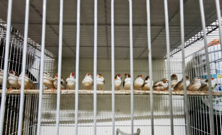 Olaya, Pet Supplies, SAR 80,  Zebra Finch(Florida Fancy)