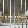 SAR 80,  Zebra Finch(Florida Fancy)