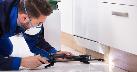 London, Pest Control, Who Offers Reputable Pest Control Services In Nottingham?