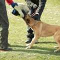Dog Trainer In Chandigarh