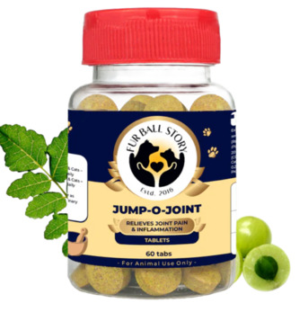 Gurgaon, Pet Sitting, Bring Back Your Dog&rsquo;s Active Life