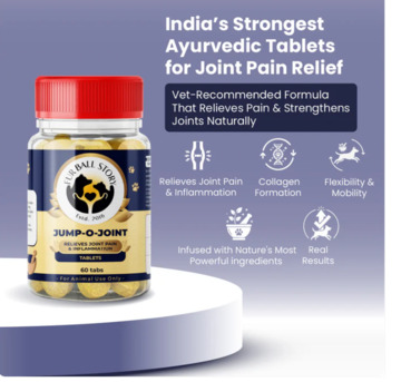 Gurgaon, Pet Sitting, Bring Back Your Dog&rsquo;s Active Life