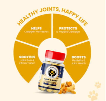 Gurgaon, Pet Sitting, Bring Back Your Dog&rsquo;s Active Life