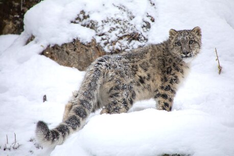 Noida, Travel, Snow Leopard Tour Ladakh | Wildlife Photography In Himalayas