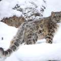 Snow Leopard Tour Ladakh | Wildlife Photography In Himalayas