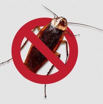 Thuqbah, Pest Control, ✅✅✅ COCKROACH PROBLEM KHOBAR? SAME DAY PEST CONTROL SERVICE AVAILABLE ✅✅✅