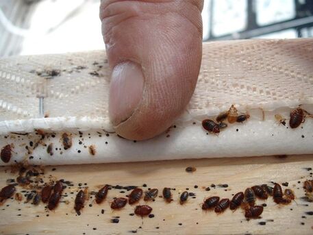 Akrabia, Pest Control, ✅✅✅ BED BUG PROBLEM KHOBAR? URGENT MATTRESS & SOFA TREATMENT SAME DAY ✅✅✅