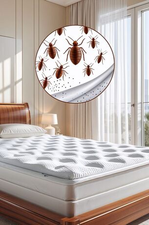 Akrabia, Pest Control, ✅✅✅ BED BUG PROBLEM KHOBAR? URGENT MATTRESS & SOFA TREATMENT SAME DAY ✅✅✅
