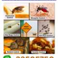 Pest Control Services